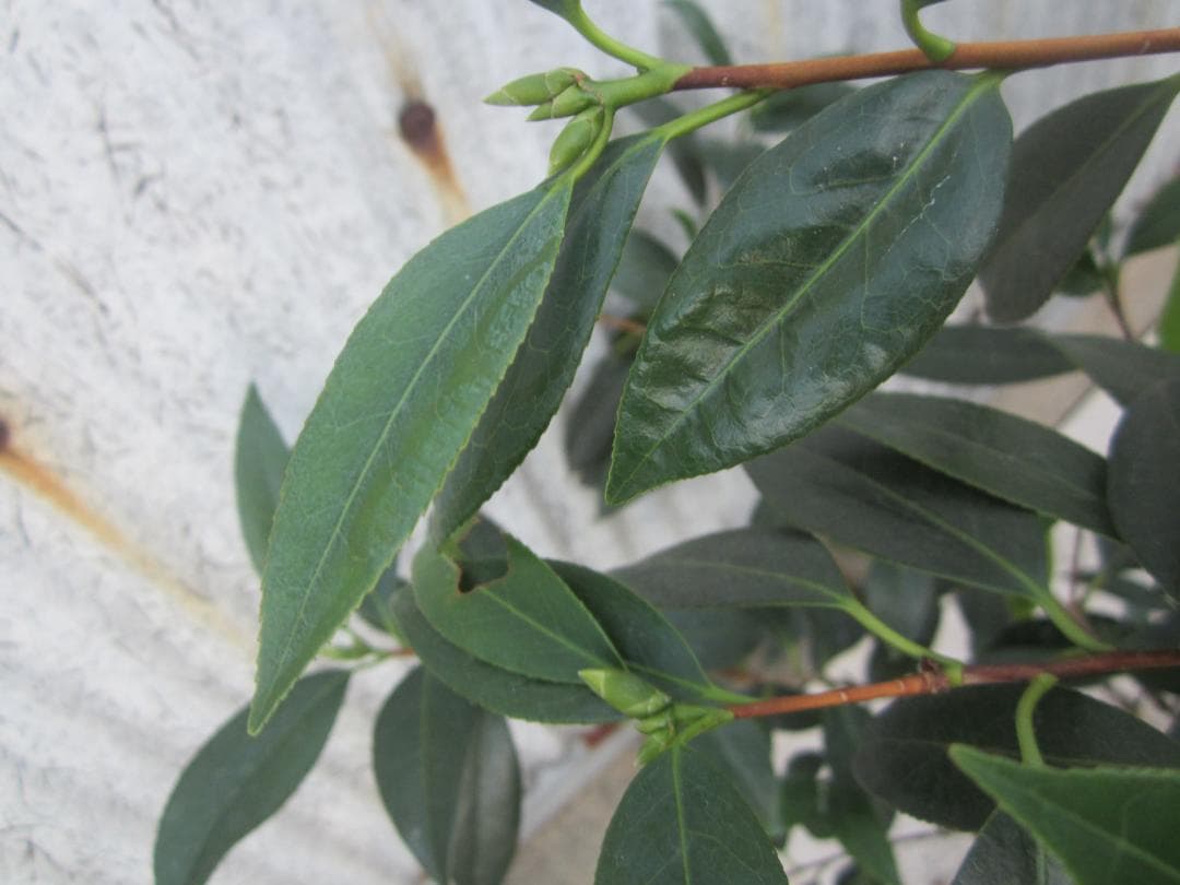 【user_089a169c様ご注文苗】その１