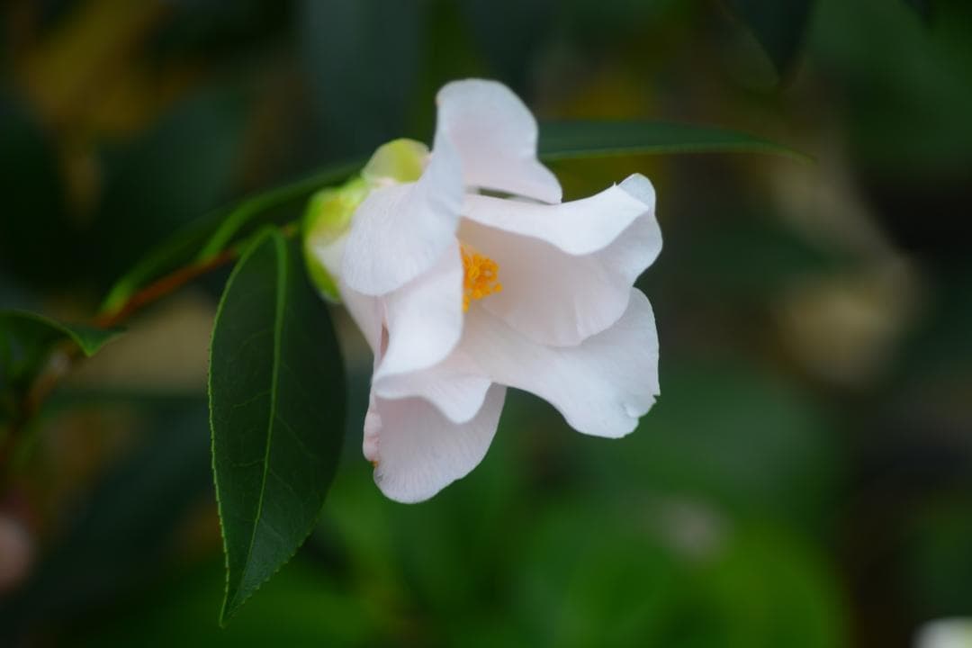 【user_089a169c様ご注文苗】その１