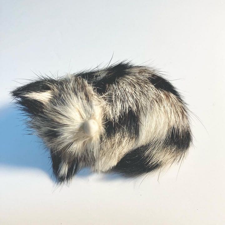 ふわふわのネコ