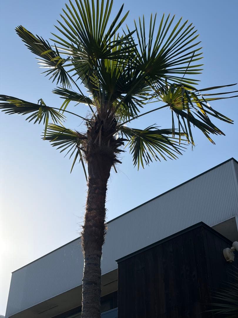 シュロの木トウシュロ特大　引き取り◇ドライガーデン南国アガベ ユッカ　ヤシ