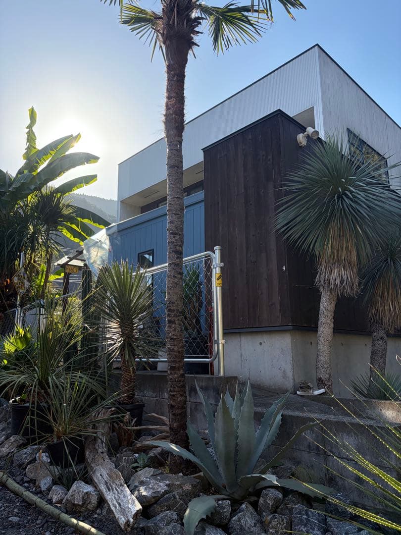 シュロの木トウシュロ特大　引き取り◇ドライガーデン南国アガベ ユッカ　ヤシ