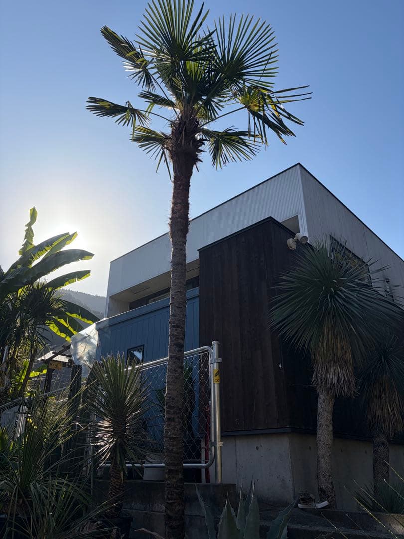 シュロの木トウシュロ特大　引き取り◇ドライガーデン南国アガベ ユッカ　ヤシ