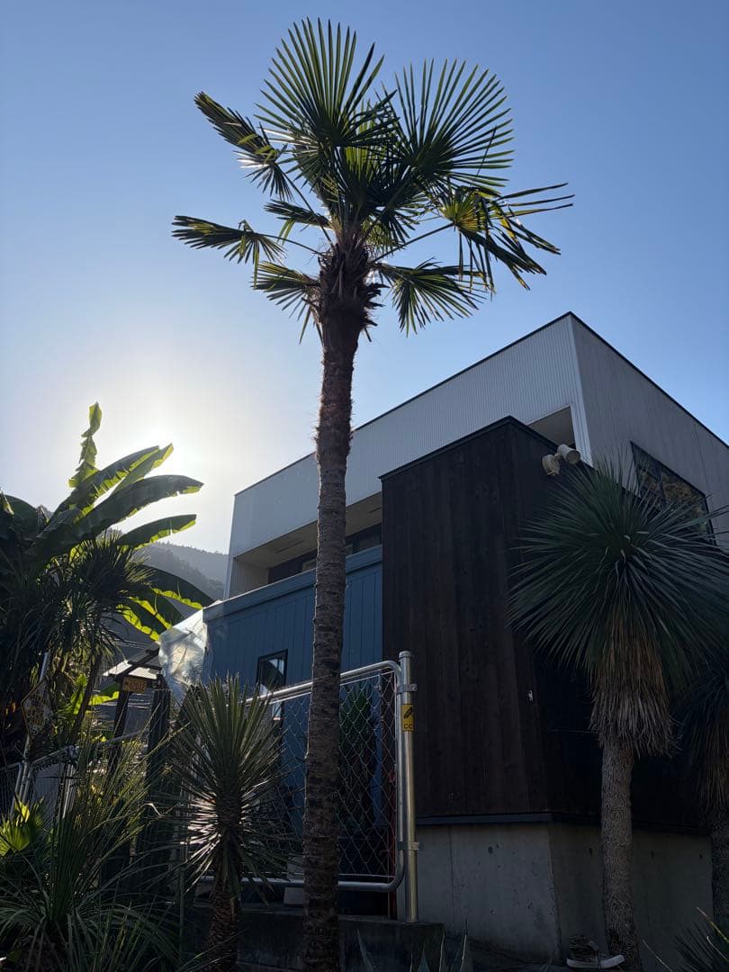 シュロの木トウシュロ特大　引き取り◇ドライガーデン南国アガベ ユッカ　ヤシ