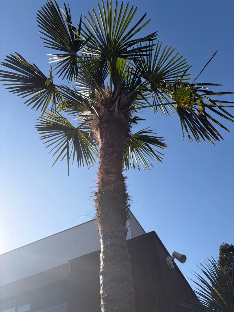 シュロの木トウシュロ特大　引き取り◇ドライガーデン南国アガベ ユッカ　ヤシ