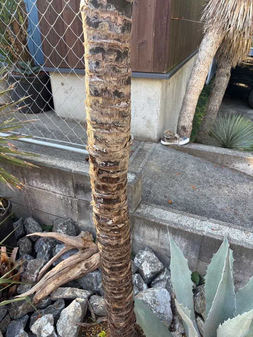 シュロの木トウシュロ特大　引き取り◇ドライガーデン南国アガベ ユッカ　ヤシ