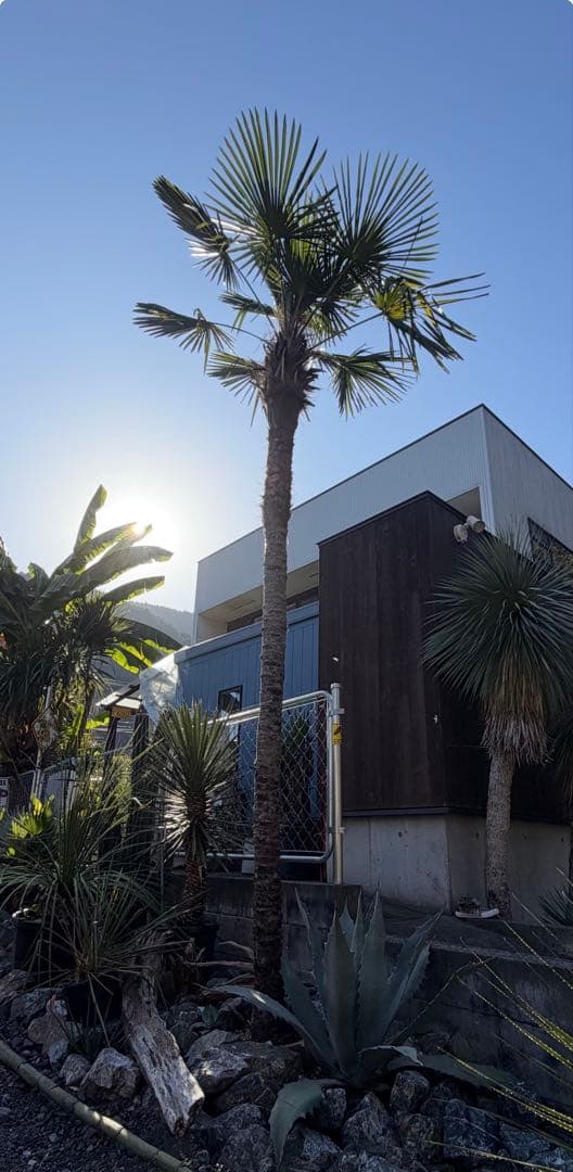 シュロの木トウシュロ特大　引き取り◇ドライガーデン南国アガベ ユッカ　ヤシ