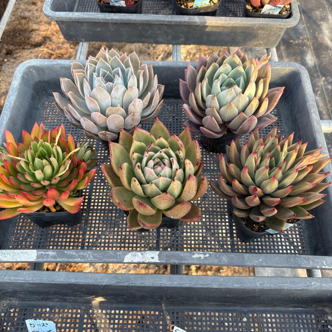 エケベリア 5種 特大 すごく大きい子セット 抜き苗 多肉植物 - メルカリ