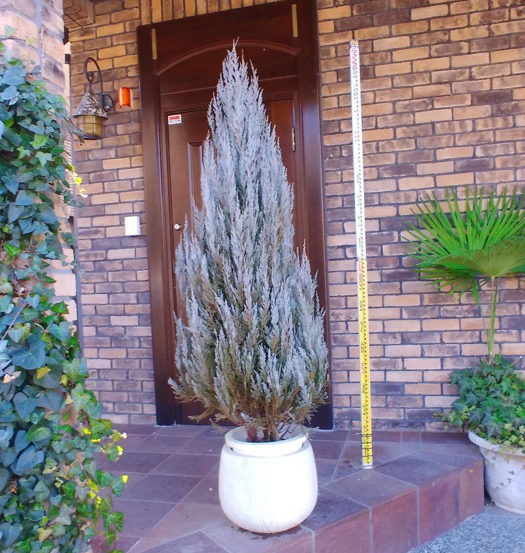 コニファー ムーングロー 190cm❗綺麗な樹形 シルバーホワイト 特選