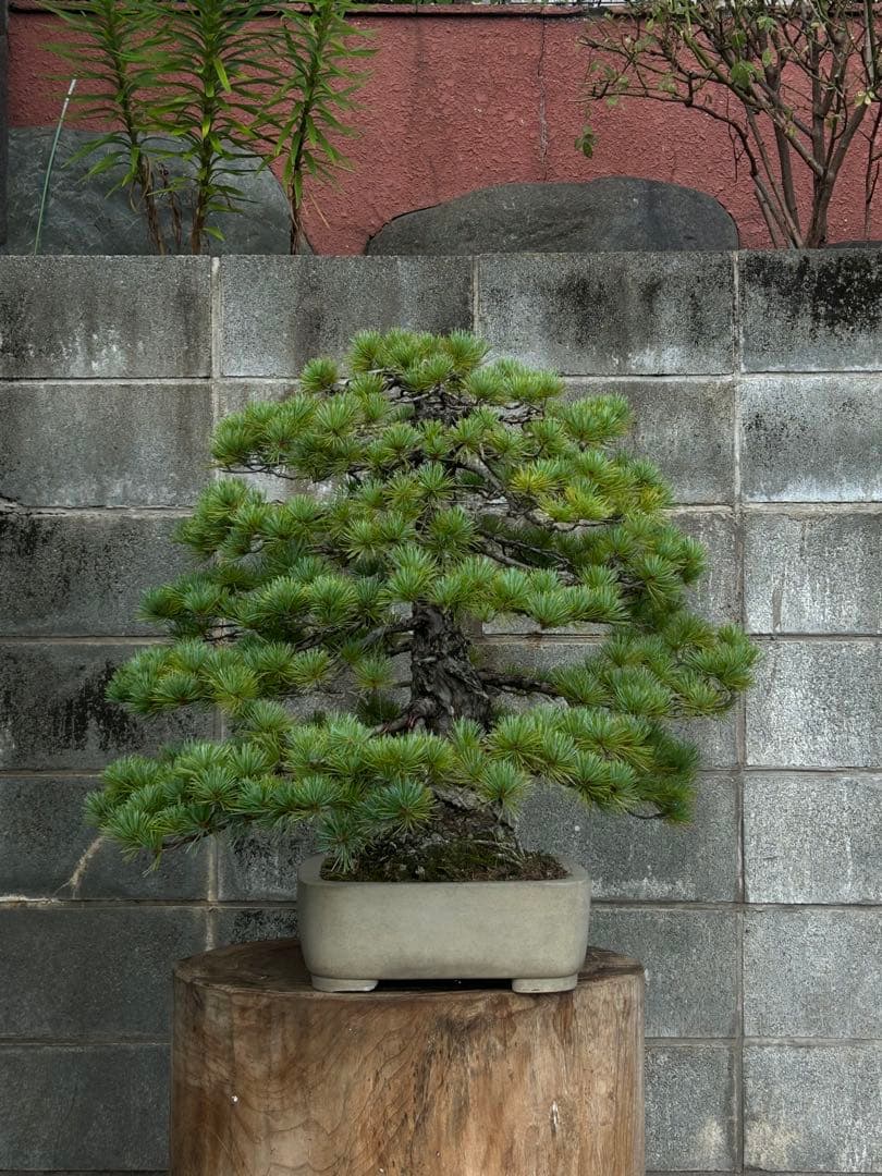 五葉松　盆栽　直幹　大品