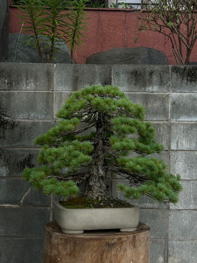 五葉松　盆栽　直幹　大品