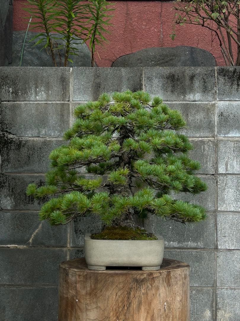 五葉松　盆栽　直幹　大品