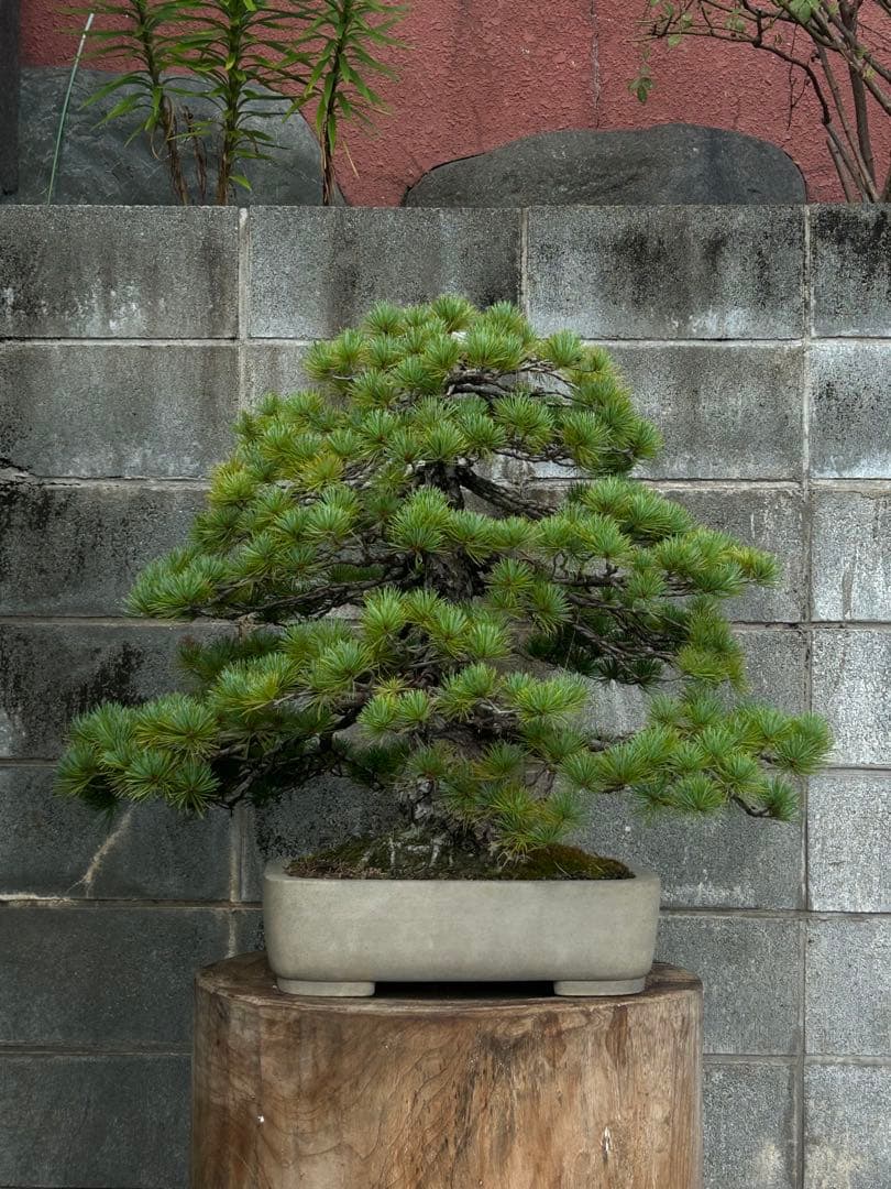 五葉松　盆栽　直幹　大品