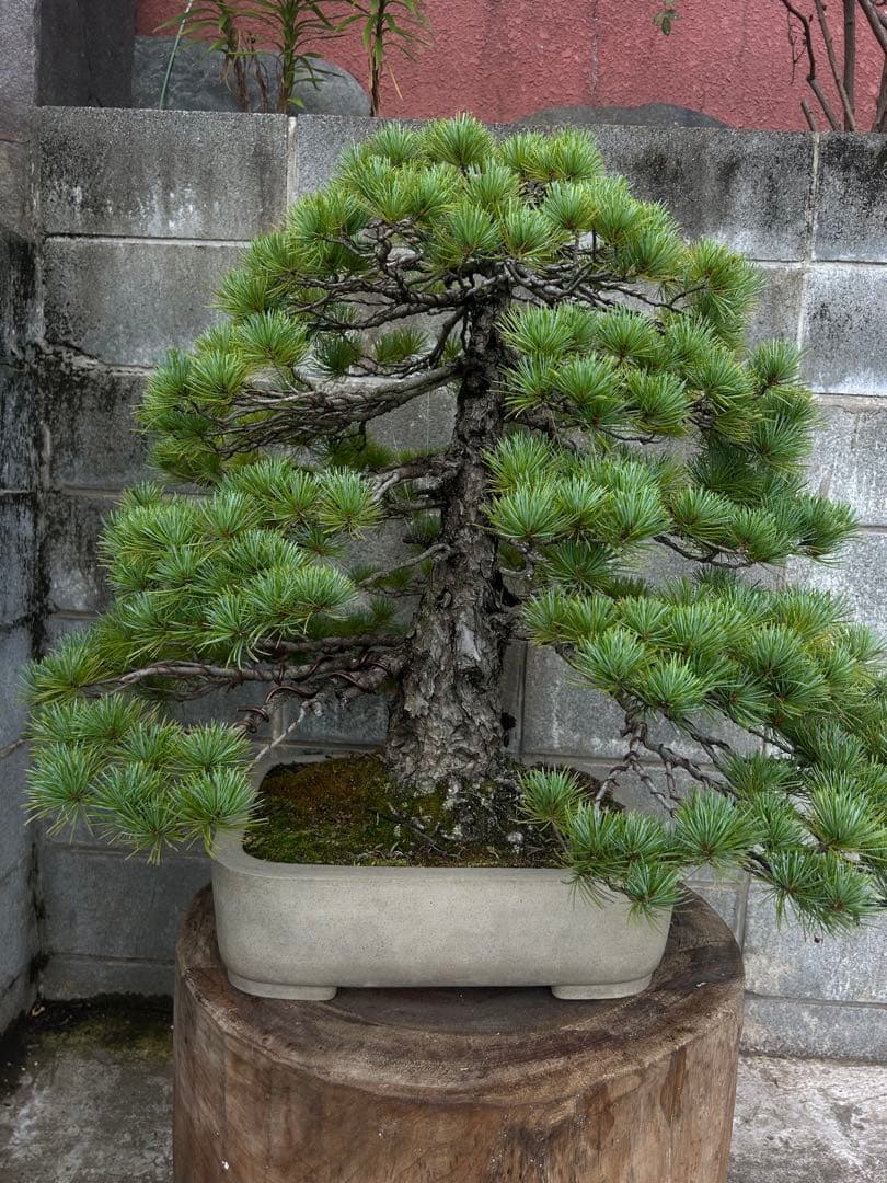 五葉松　盆栽　直幹　大品