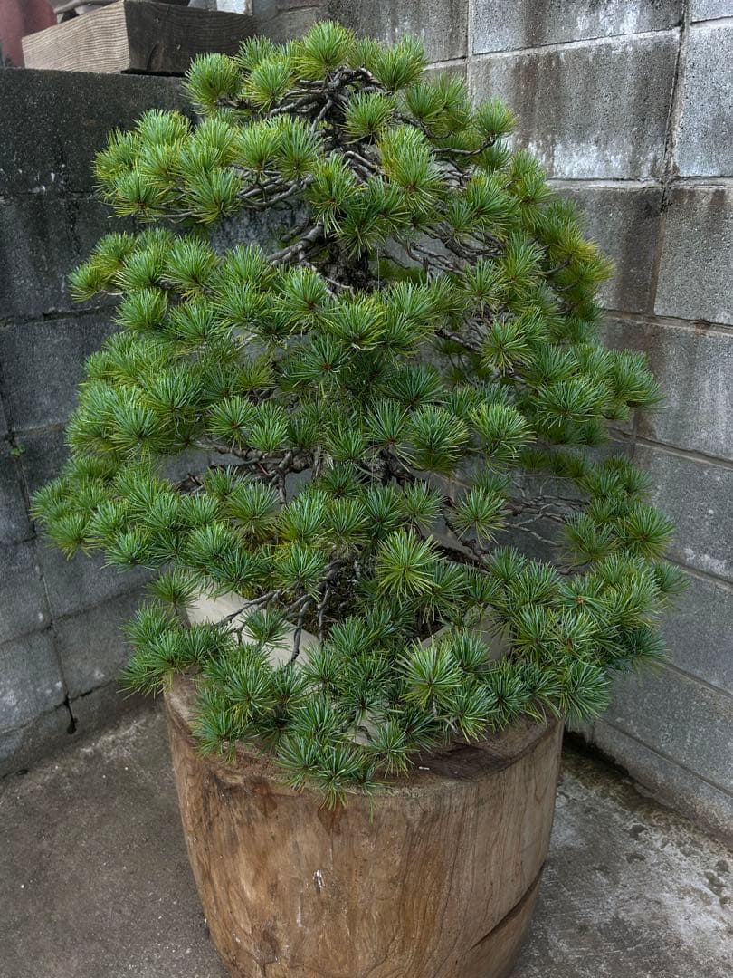 五葉松　盆栽　直幹　大品