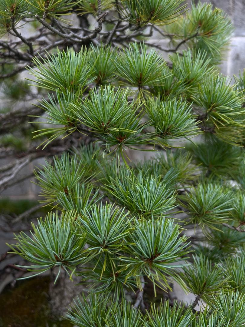 五葉松　盆栽　直幹　大品