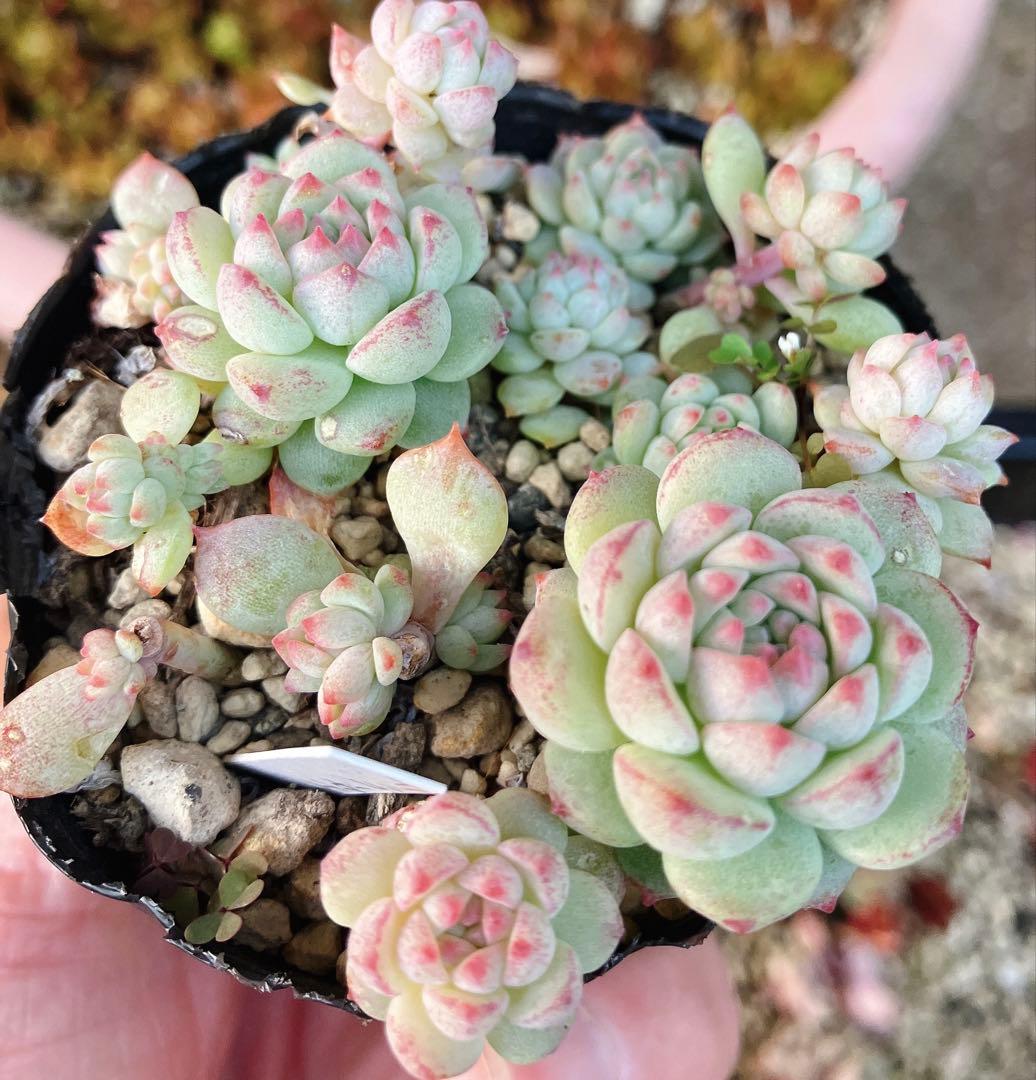 みかちゃん様おまとめです(*^^*)