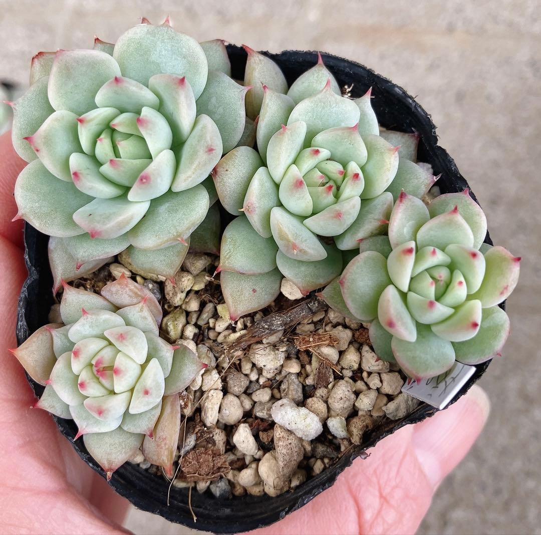 みかちゃん様おまとめです(*^^*)