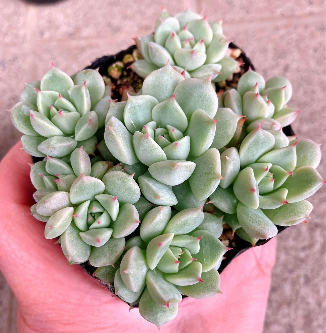 みかちゃん様おまとめです(*^^*)