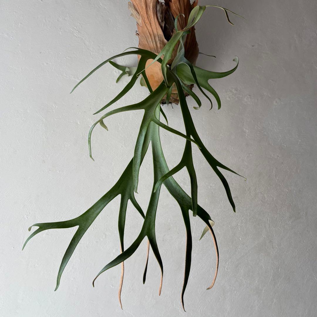 NST コンパクト 細葉 ウィリンキー ビカクシダ 子株 株分け 週末セール