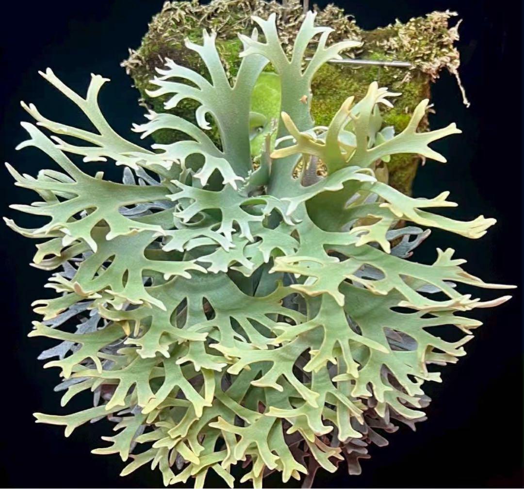 P.willinckii Yellow moon dwarf - メルカリ