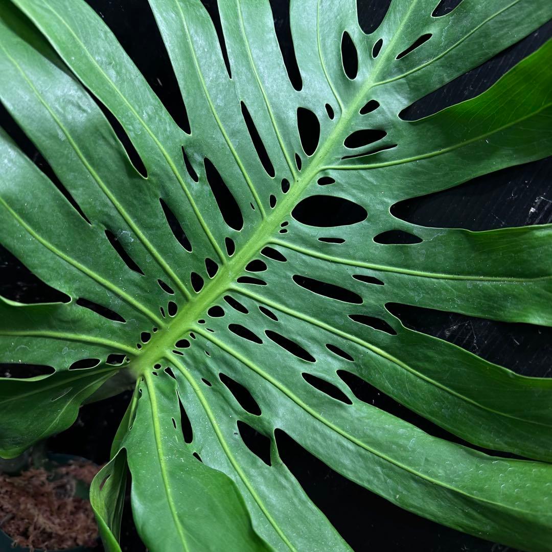 恵*様 モンステラデリシオーサマクロコズム超希少系統鉢植え74㎝