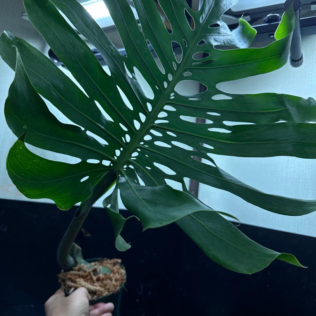 恵*様 モンステラデリシオーサマクロコズム超希少系統鉢植え74㎝