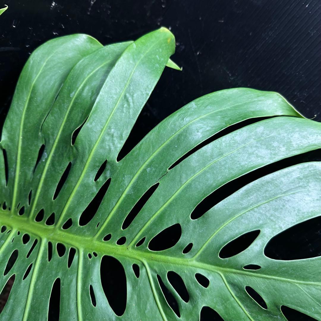 恵*様 モンステラデリシオーサマクロコズム超希少系統鉢植え74㎝