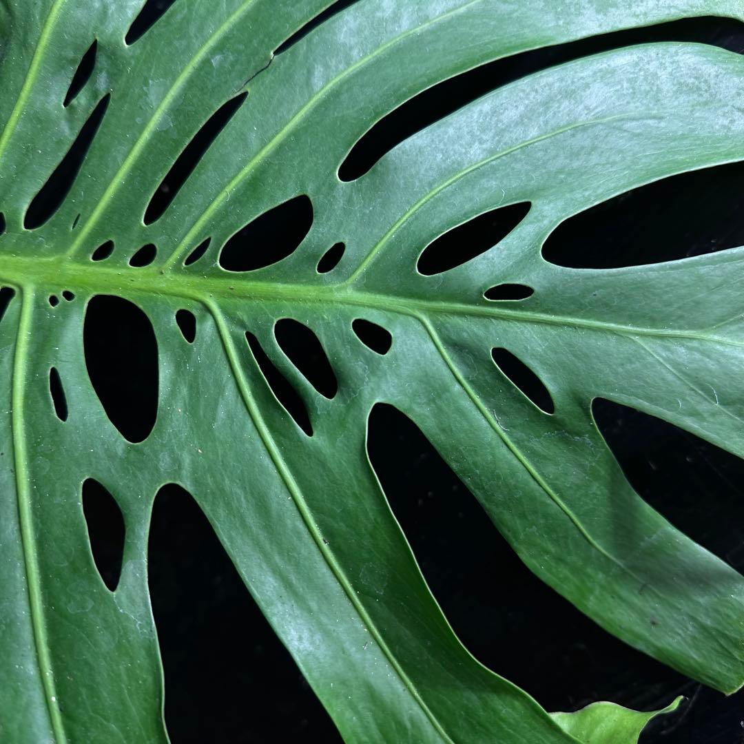 恵*様 モンステラデリシオーサマクロコズム超希少系統鉢植え74㎝