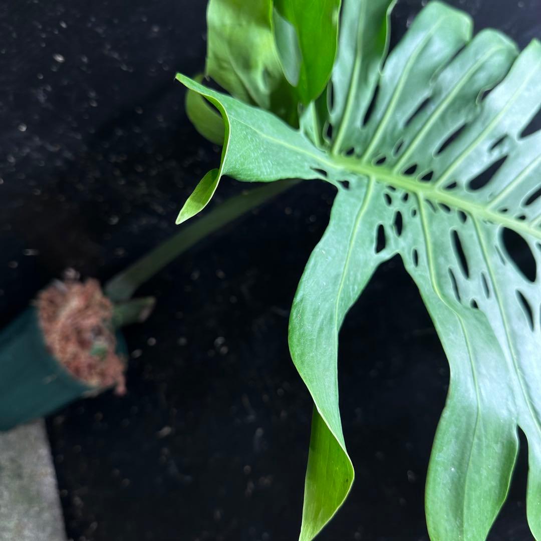 恵*様 モンステラデリシオーサマクロコズム超希少系統鉢植え74㎝
