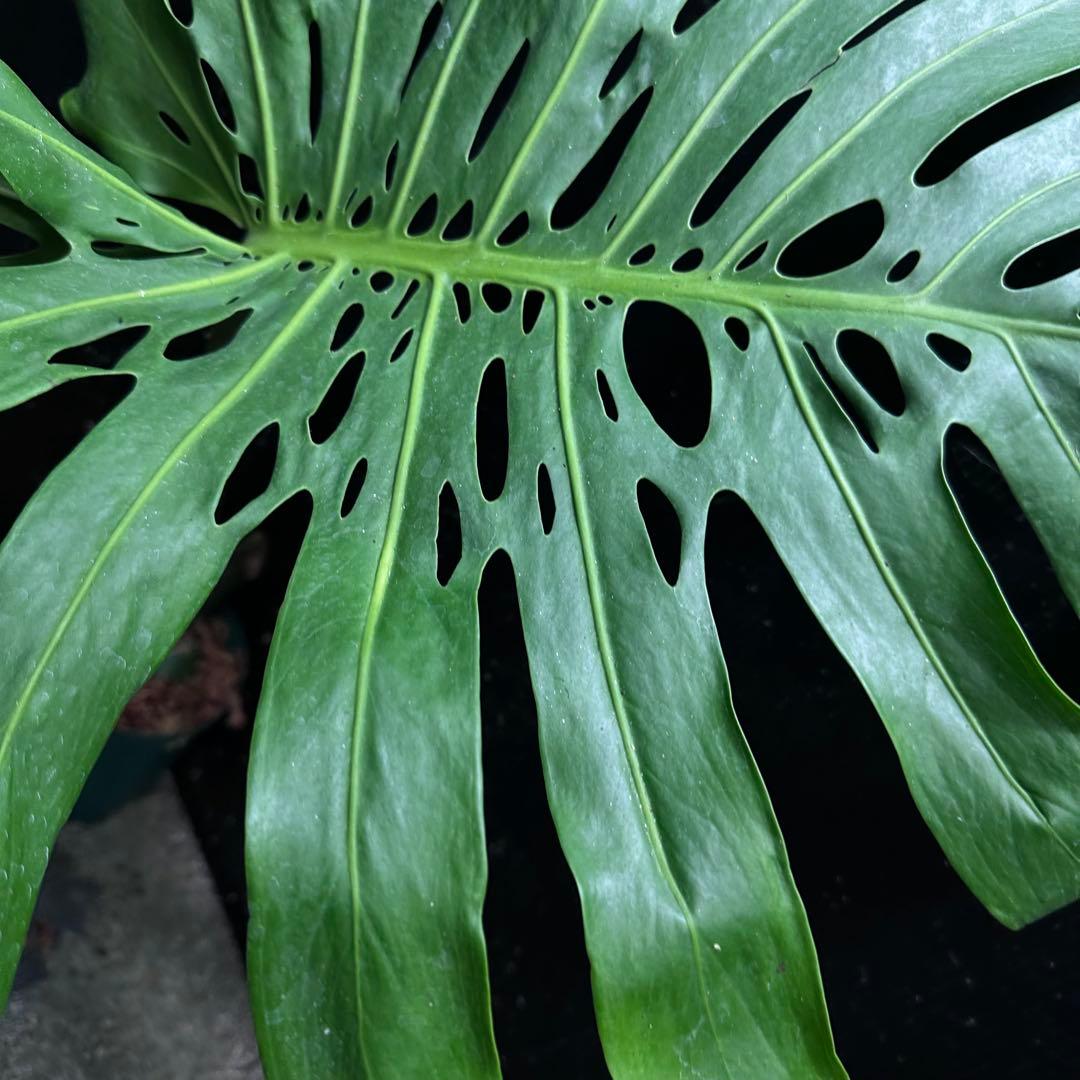 恵*様 モンステラデリシオーサマクロコズム超希少系統鉢植え74㎝