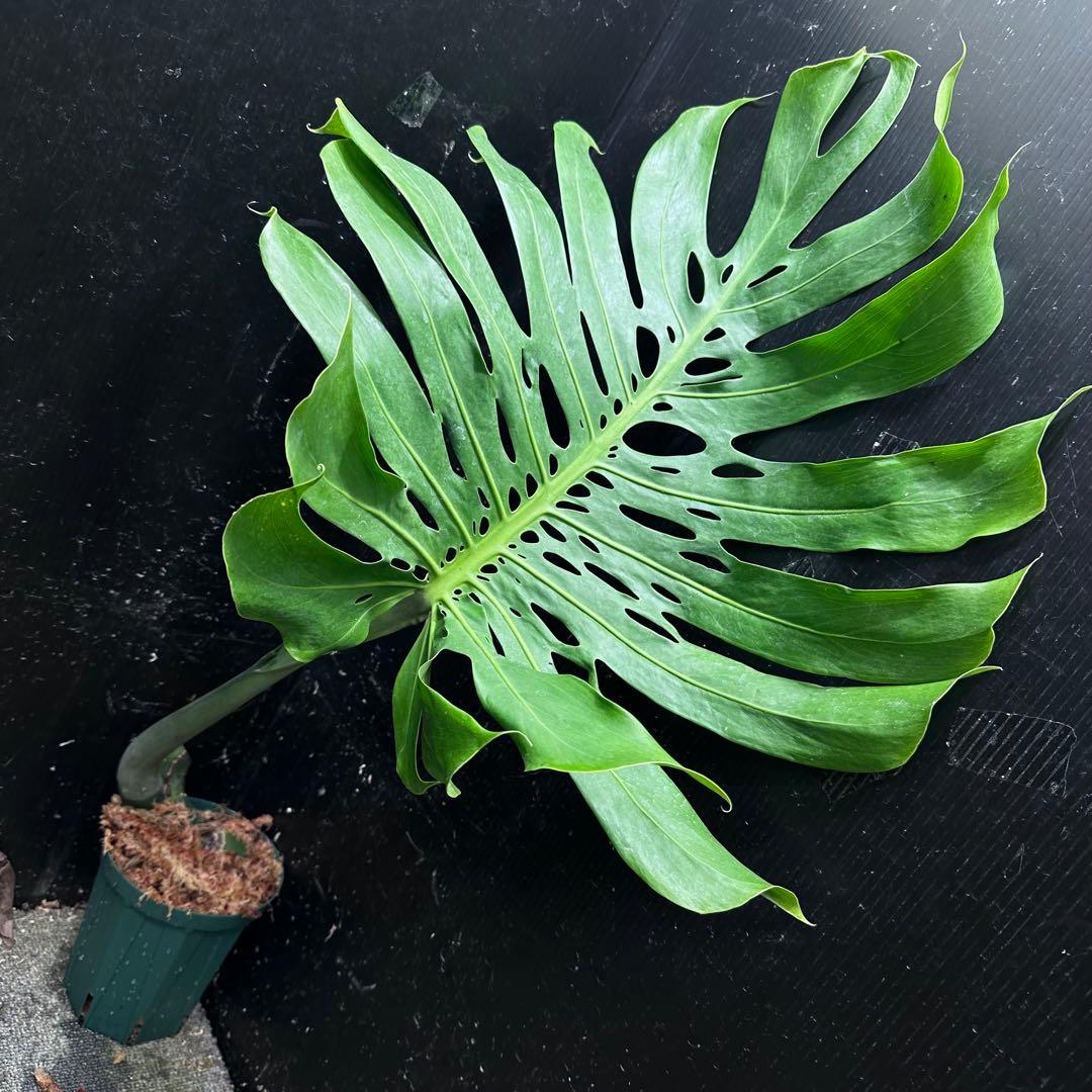 恵*様 モンステラデリシオーサマクロコズム超希少系統鉢植え74㎝
