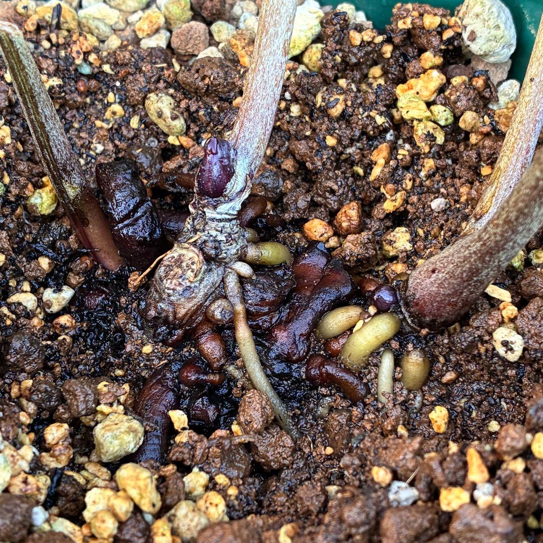 s*い様 ☘️レア超大株☘️6号ロング❤️沢山新芽❤️ ☘️超レア☘️629【A