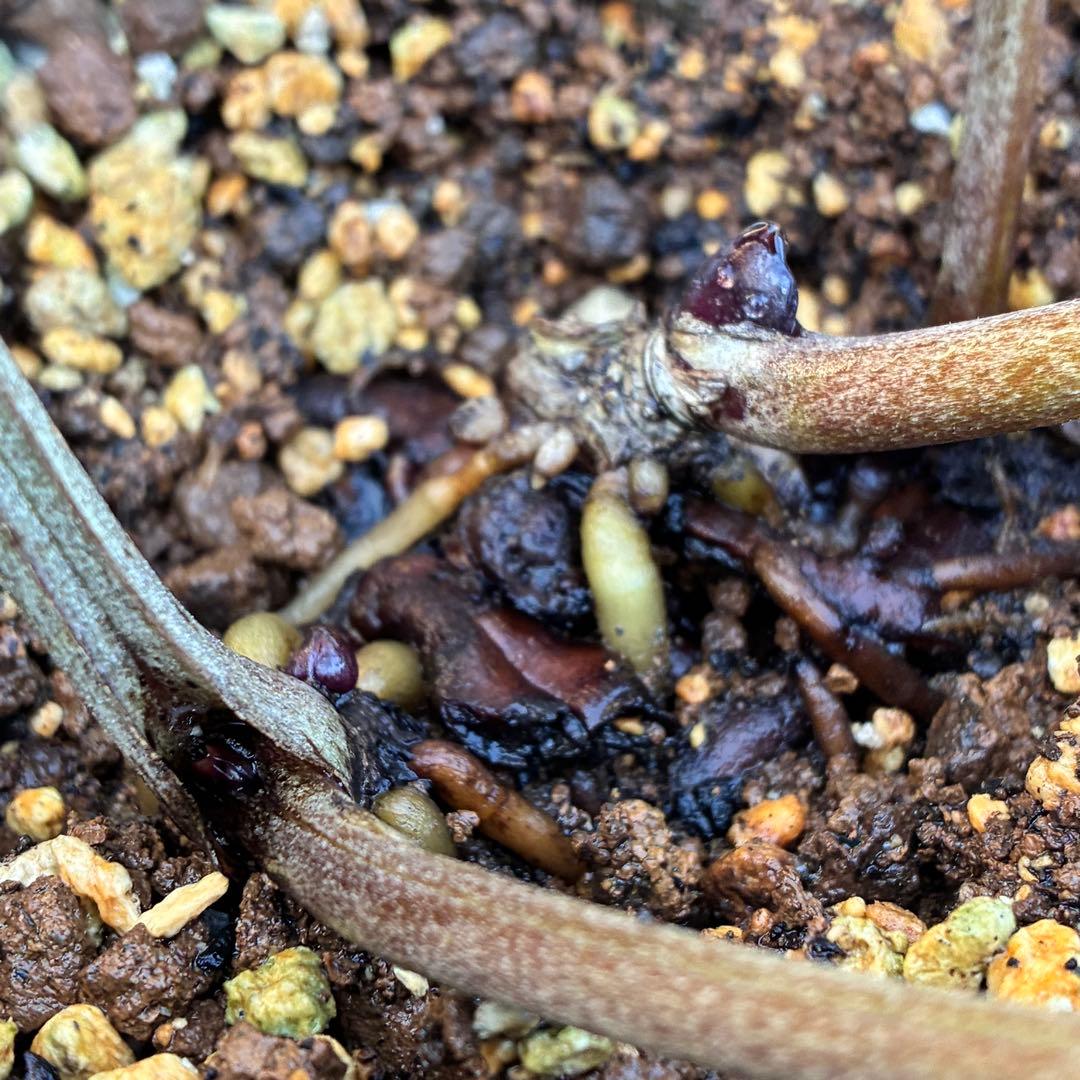 s*い様 ☘️レア超大株☘️6号ロング❤️沢山新芽❤️ ☘️超レア☘️629【A