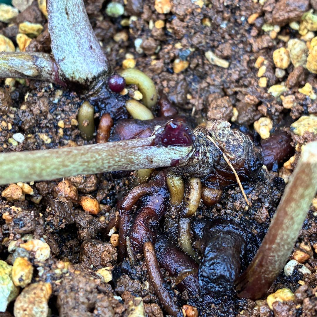 s*い様 ☘️レア超大株☘️6号ロング❤️沢山新芽❤️ ☘️超レア☘️629【A