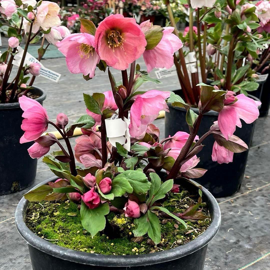 s*い様 ☘️レア超大株☘️6号ロング❤️沢山新芽❤️ ☘️超レア☘️629【A