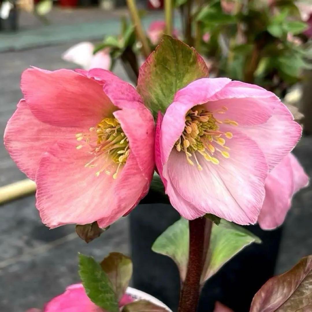 s*い様 ☘️レア超大株☘️6号ロング❤️沢山新芽❤️ ☘️超レア☘️629【A