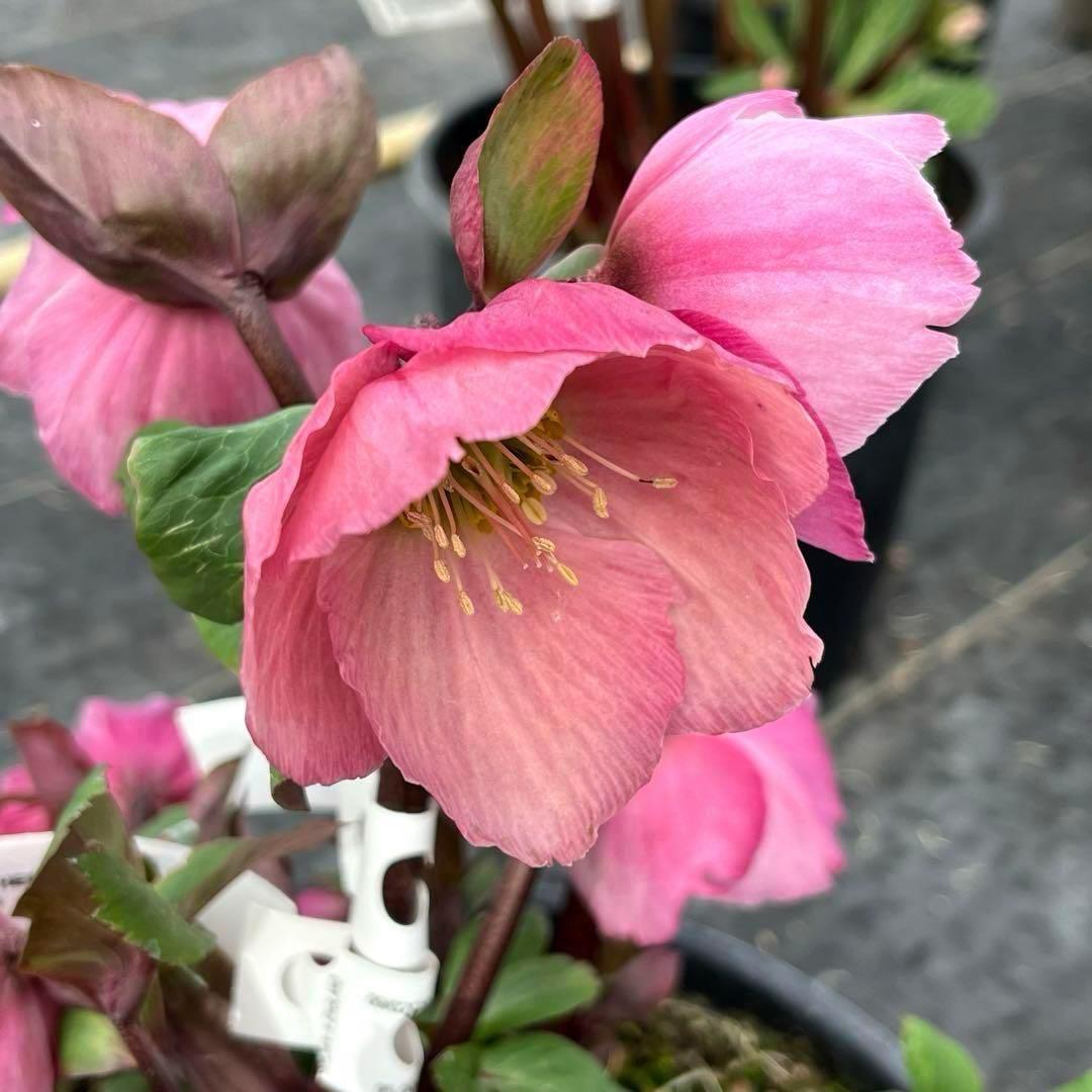 s*い様 ☘️レア超大株☘️6号ロング❤️沢山新芽❤️ ☘️超レア☘️629【A