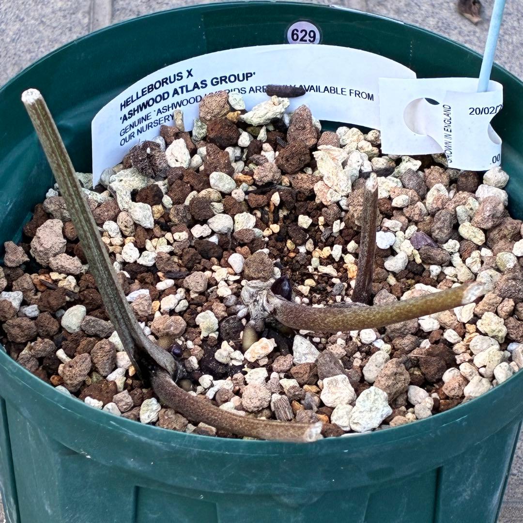 s*い様 ☘️レア超大株☘️6号ロング❤️沢山新芽❤️ ☘️超レア☘️629【A