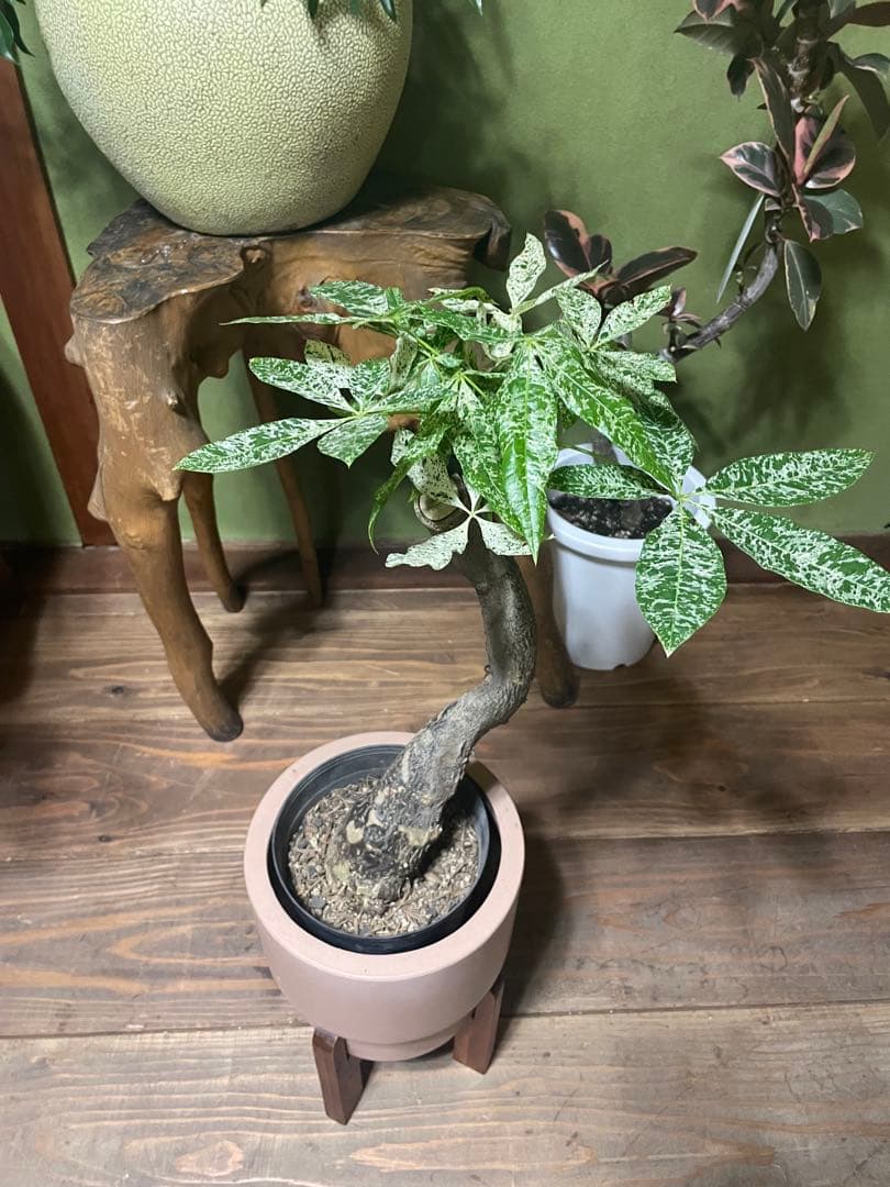 パキラ　ミルキーウェイ　幹太　接木