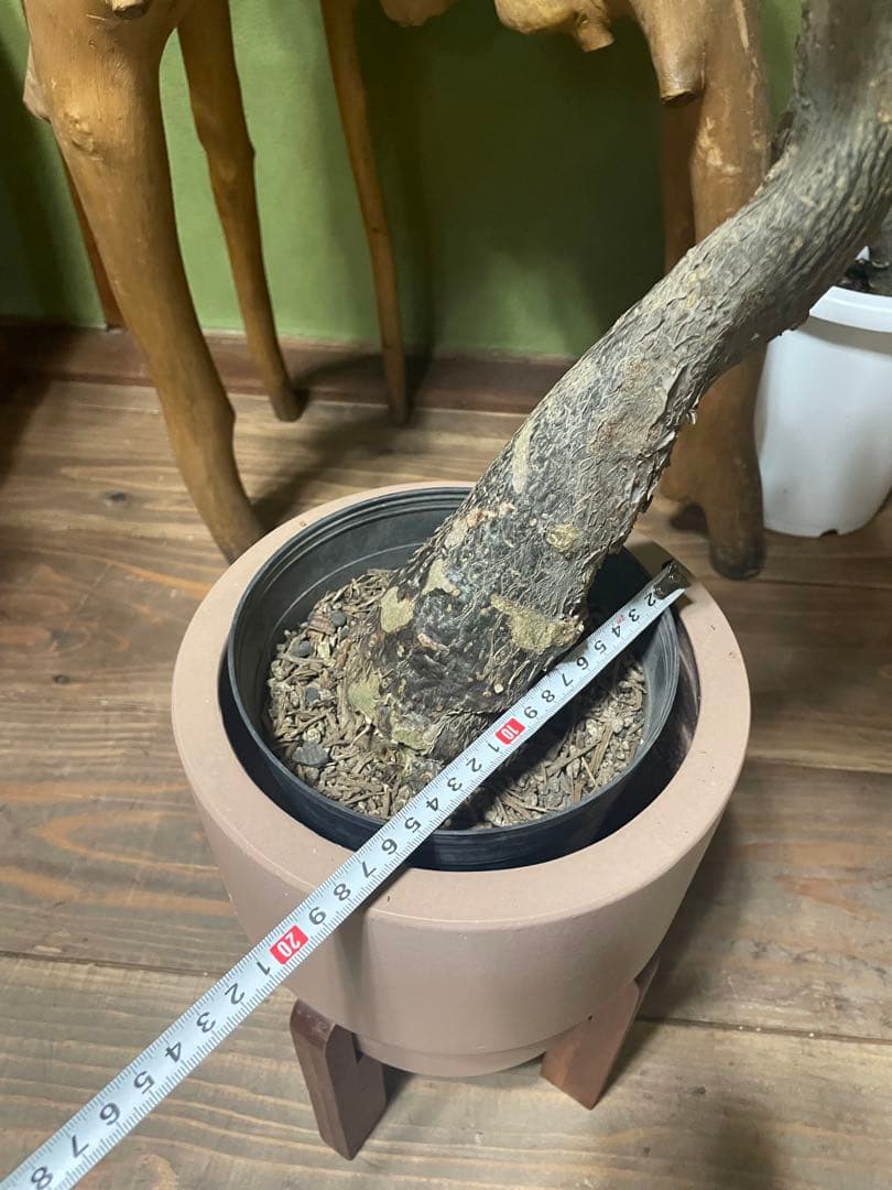 パキラ　ミルキーウェイ　幹太　接木