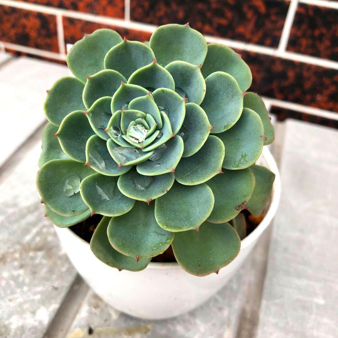 多肉植物 七福神 大株 抜き苗^ - ^ - メルカリ