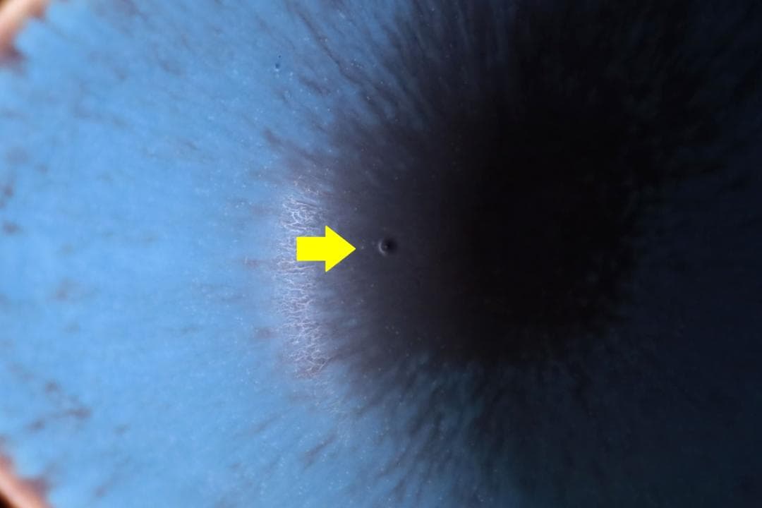 Gunnar Nylund グンナーニールンド ボウル 11226