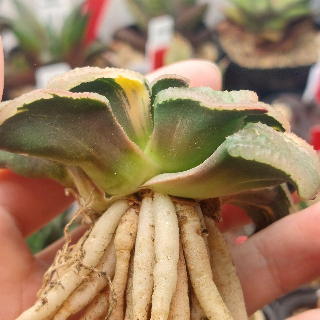 特価】ハオルチア 天空の境錦 極上縞斑 大株 - メルカリ