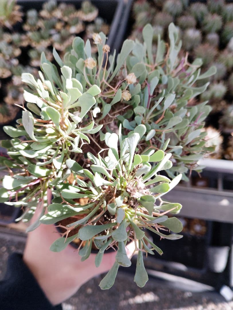 大株 オトンナ ユーフォルビオイデス