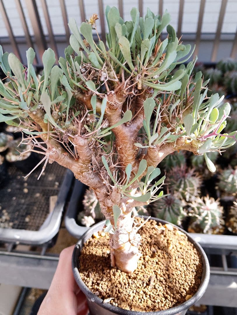 大株 オトンナ ユーフォルビオイデス