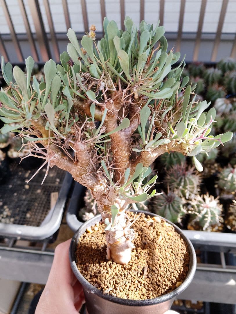 大株 オトンナ ユーフォルビオイデス