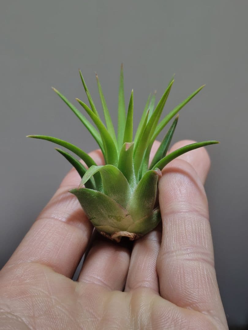 S*S様 イオナンタ ヘッジホッグ from TI