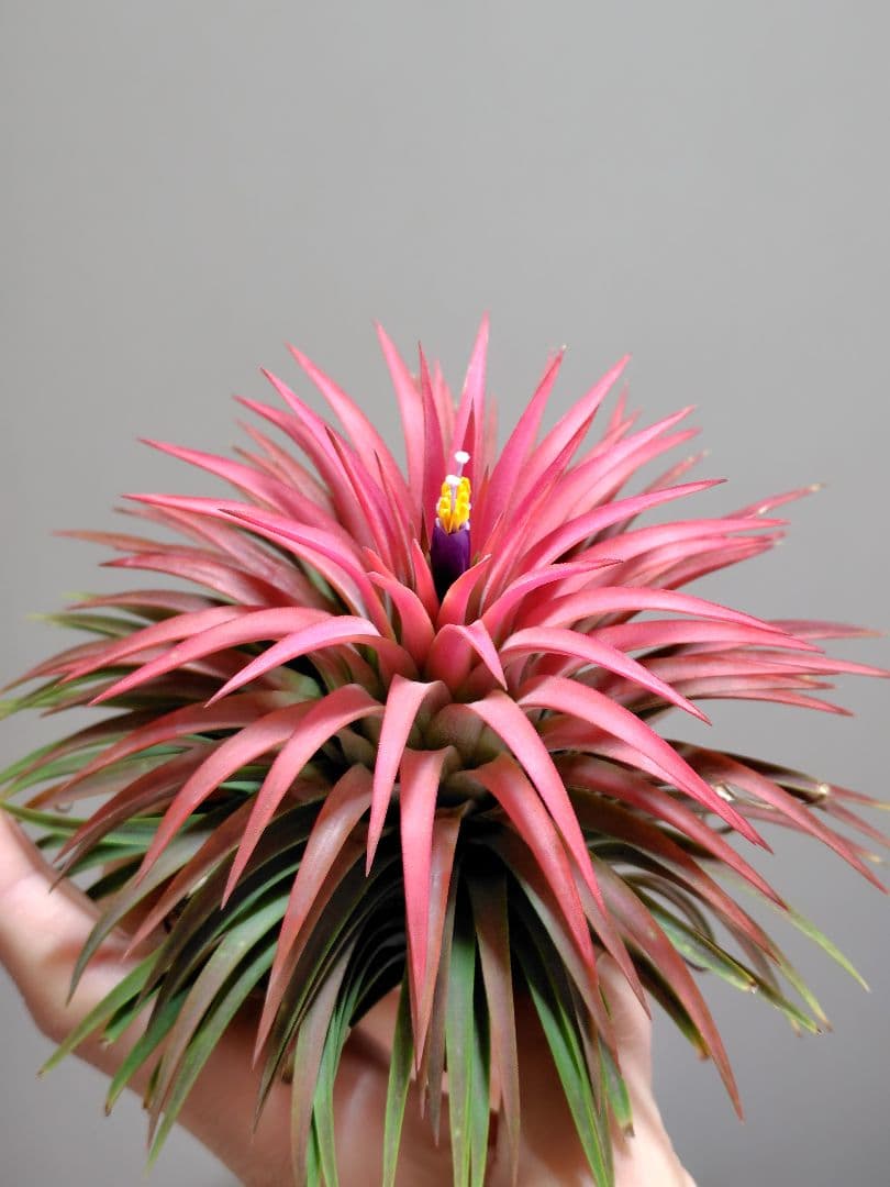 S*S様 イオナンタ ヘッジホッグ from TI