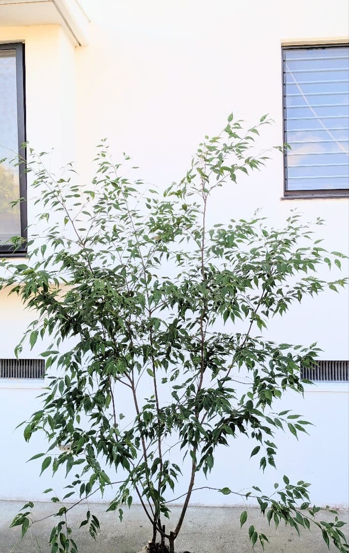 極美。山採りハイノキ。 - 常緑樹アウトレット ショップ 通販