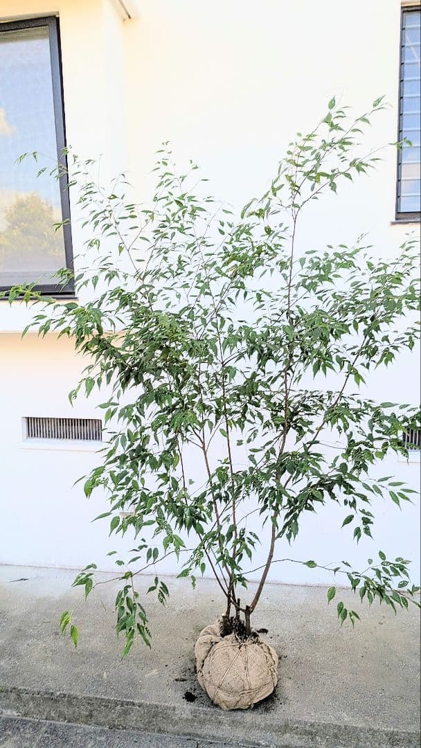 極美。山採りハイノキ。